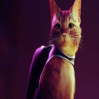 Stray': conheça o gato que inspirou o protagonista do novo jogo da