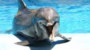 Immagine di SEGA prende in considerazione un nuovo Ecco the Dolphin