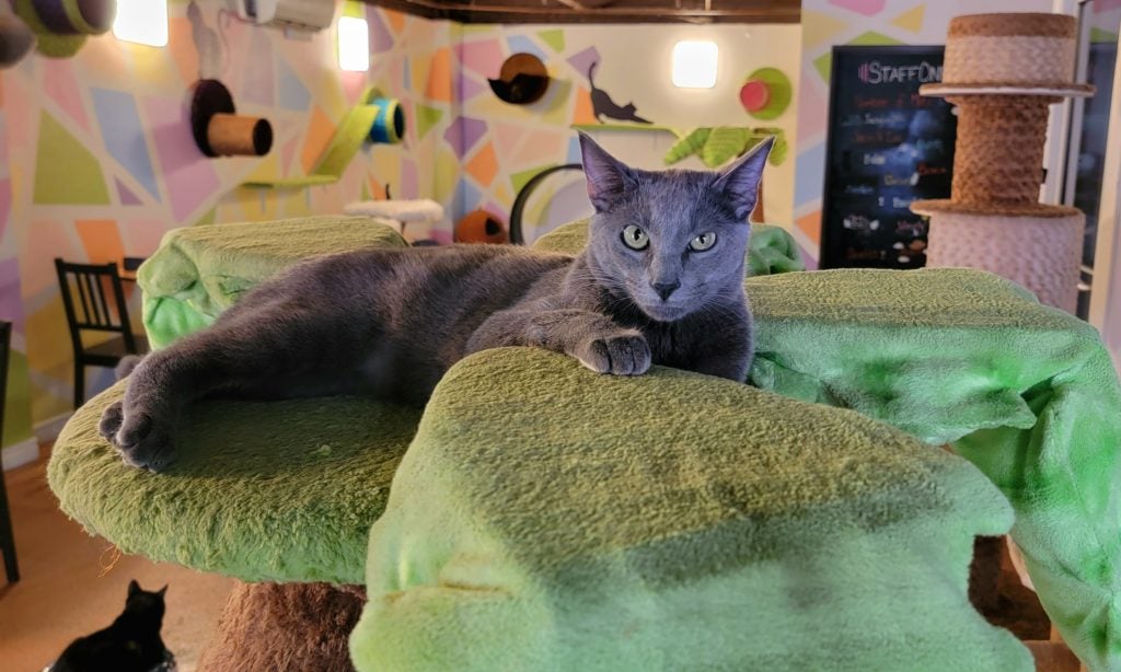 Emerald city hot sale cat cafe