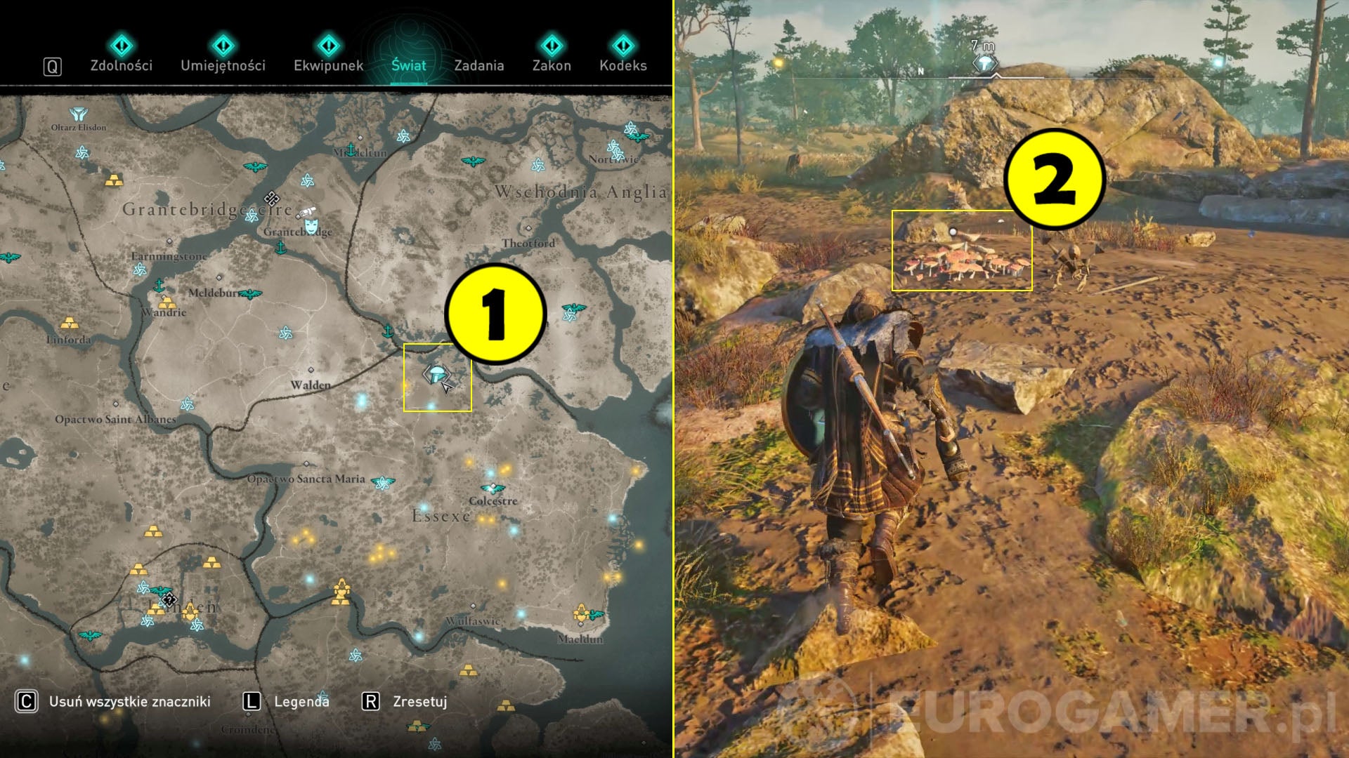 Assassin's Creed Valhalla muchomor Essexe (Anglia) Eurogamer.pl