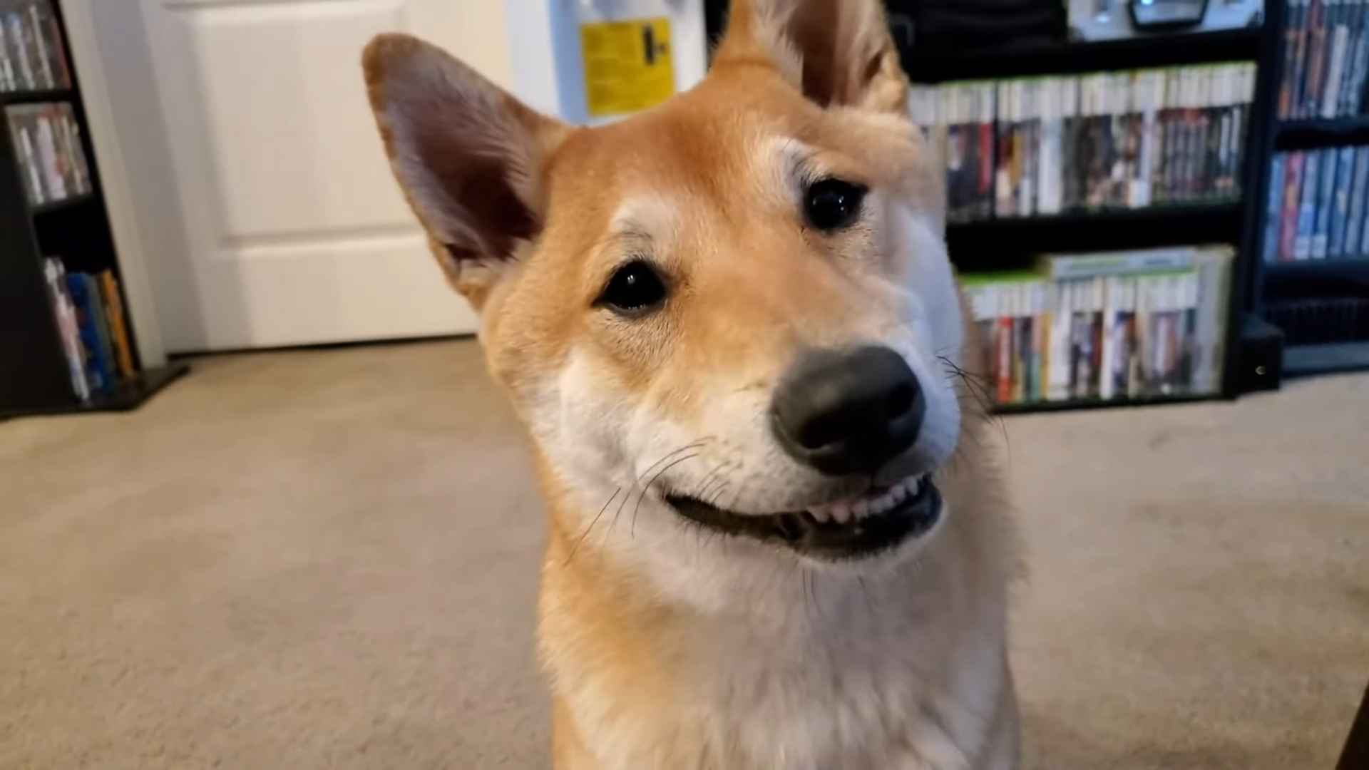 Streamer's Shiba Inu to first dog speedrunner at AGDQ 2024