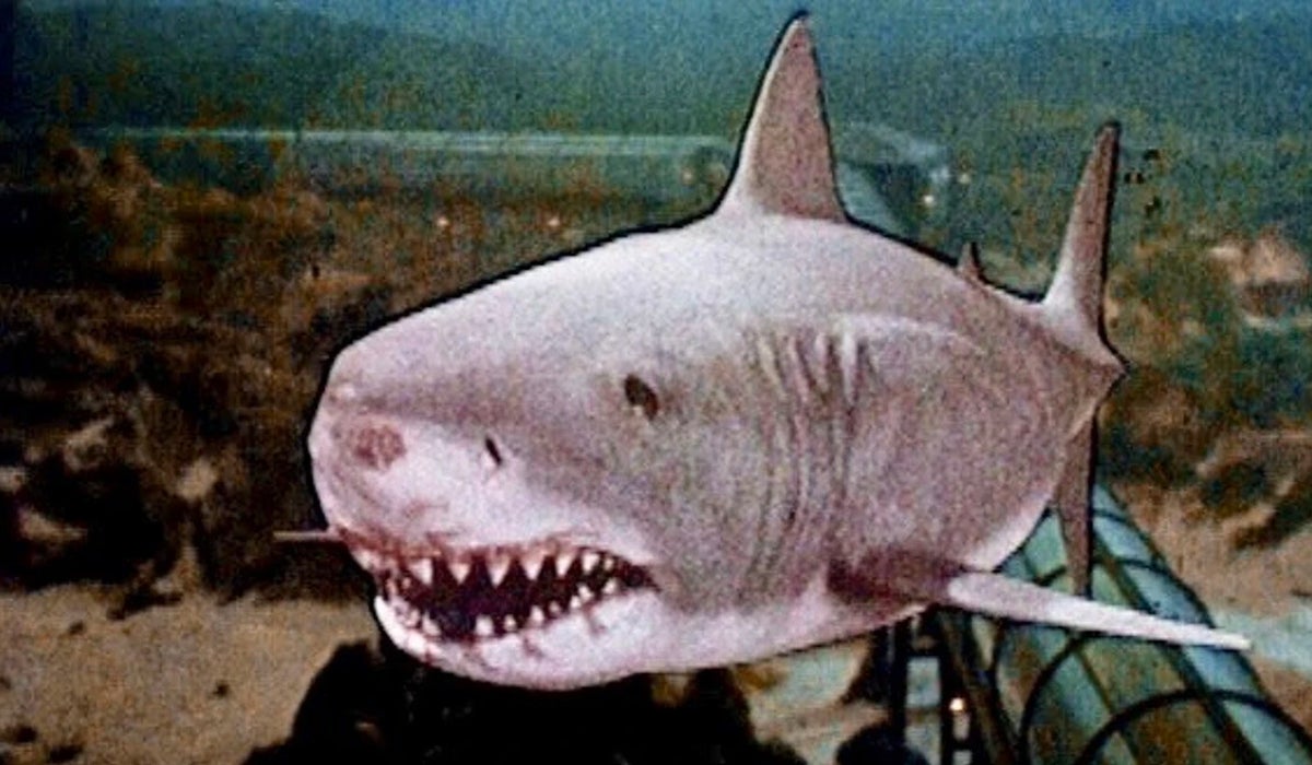 Jaws: The shark movies, ranked from worst to best! | Popverse