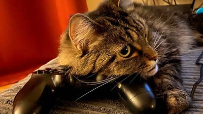 Game devs continue to have cute pets  | Creature Comforts