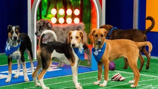Puppy Bowl XX Promotional image