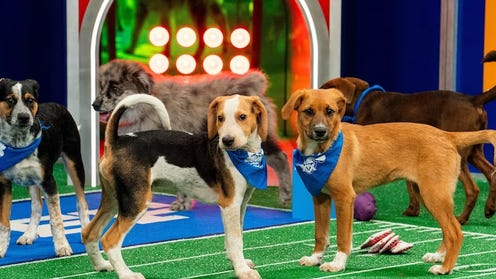 Puppy Bowl XX Promotional image