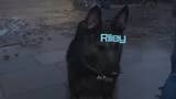 Call of Duty: Modern Warfare 3 screenshot showing a German Shepard dog with the name Riley