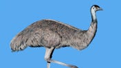 Wingspan is getting a new expansion, Wingspan: Oceania, which adds in tropical birds like the emu.