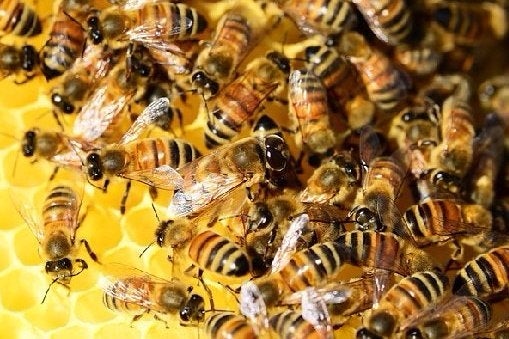 The Witcher 3 Geldbeugung beinhaltet immer wieder einen Zwerg tot tot