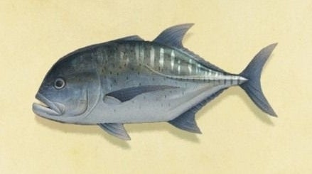 Animal Crossing Giant Trevally How to catch Giant Trevally and find