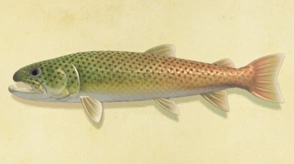 Animal Crossing Stringfisch: Wie man den Fluss Clifftop Standort fängt und finde Animal Crossing Stringfisch: Wie man den Fluss Clifftop Standort fängt und finde