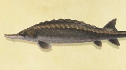 Animal Crossing Sturgeon How to catch and find the river mouth