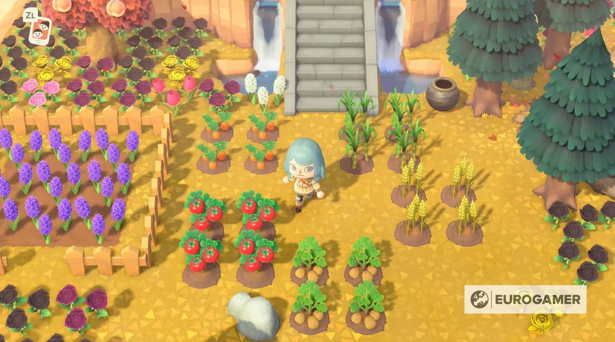 Animal Crossing Sugar: How to grow sugarcane and find sugar in New Horizons  | Eurogamer.net