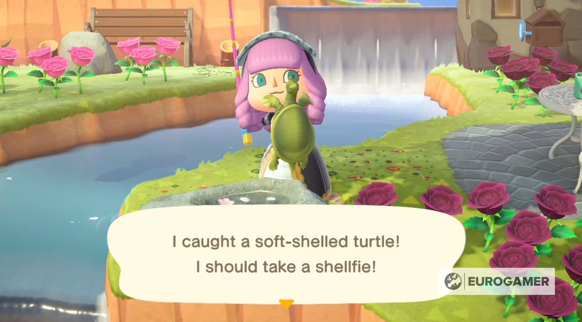 Animal Crossing Turtles How to catch a Softshelled Turtle and
