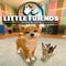 Little Friends: Dogs and Cats artwork