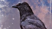 Be Like a Crow is a solo tabletop RPG that lets you do exactly what it promises