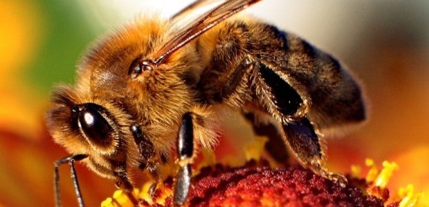 Image for Cardboard Children: Games With Buzz