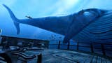从水下一艘船的残骸上看到的巨大蓝鲸的尾部。这是一个VR演示。