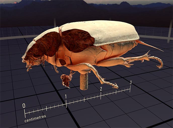 Bug 1 modelled by Valve