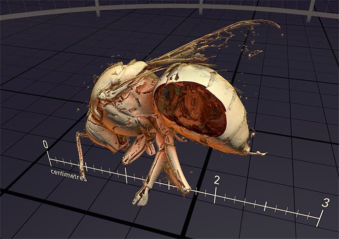 Bug 2 modelled by Valve