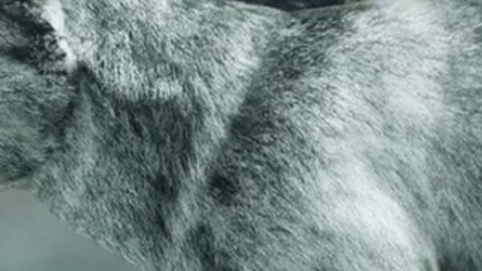 Sternwolf Cod Call Of Duty Ghosts Wolf