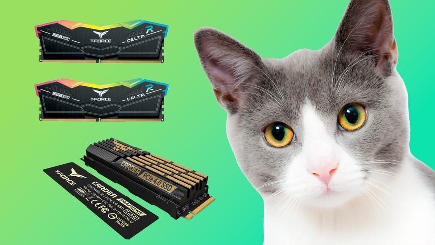 a cute cat looks at the viewer, with RGB RAM and an NVMe SSD from TeamGroup on the side.