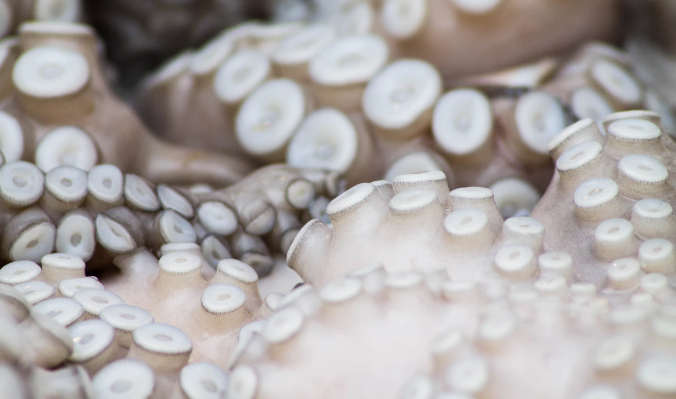 Image for Steam Charts: Octopodiformes Edition