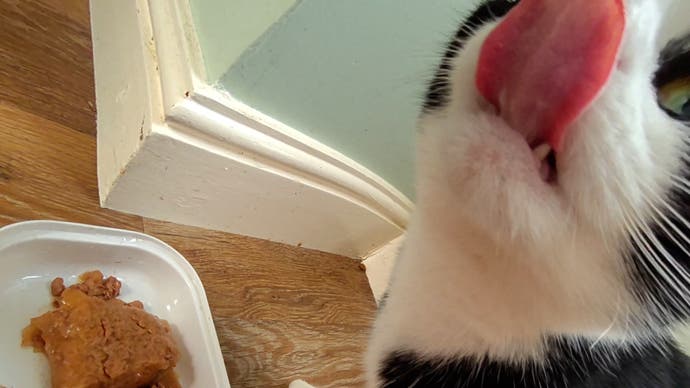 The quality of this image taken from Passthrough view shows so much detail of Ian's cat Tilly who is blepping at the camera. You can see old bits of catfood on the floor near 'Din Dins Corner' because cats are messy eaters.