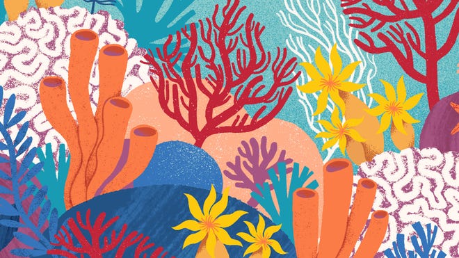 The front cover of Coral.