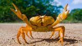 A crab with its pincers in the air like it just don't care. It could be at a crab music festival, but actually it appears to be alone on a lovely beach.