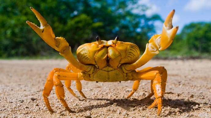 A crab with its pincers in the air like it just don't care. It could be at a crab music festival, but actually it appears to be alone on a lovely beach.