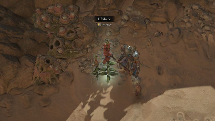 Una imagen de primer plano de Diablo 4 Lifesbane.