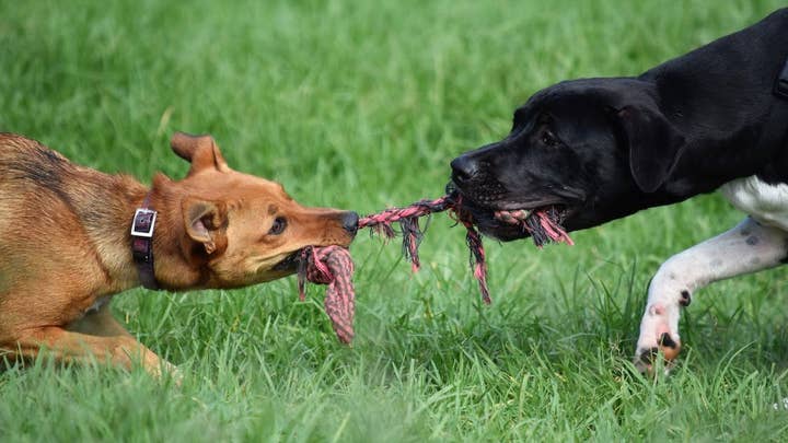 Picture of two dogs playing tug with a thick rope