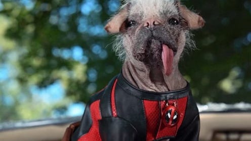 Photograph of a dog wearing a Deadpool suit