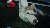 Petting a dog in a Ghostwire: Tokyo screenshot