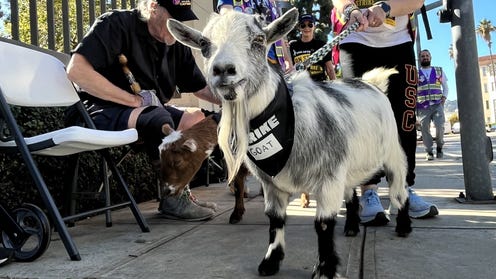 Cropped photo of strike goat on picket line