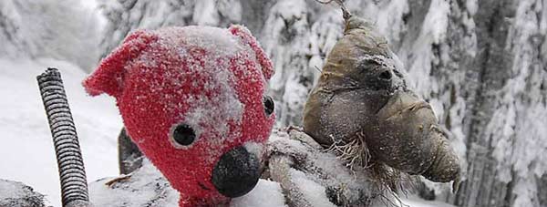 Image for Samorost Goes To The Movies