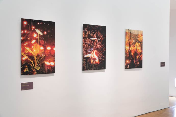 سه تصویر از Flowers Don't Care، توسط Total Refusal، که تصاویری از گل‌ها را نشان می‌دهد که در اثر انفجار تکان نخورده‌اند.