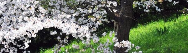 Image for The Truth About Rock, Paper, Shotgun