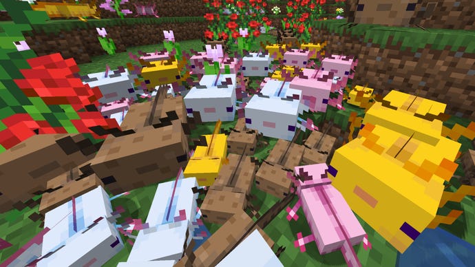 Ein Minecraft -Screenshot aus vielen Dutzenden von Axolotl verschiedener Farben, die zur Kamera kriechen
