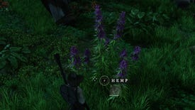 A player gathering Fiber from a Hemp Plant in New World.