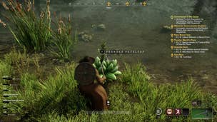 Where to find Petalcaps for Corruption Tinctures in New World