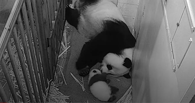 Still image from video of Giant Panda and baby