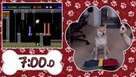 Peanut Butter the shiba inu dog speedruns a game using a custom controller (and the motivation of a treat)