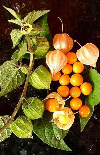 A photograph of a physalis, or groundcherry, shown in its natural fruit, on the stem, with the berries around