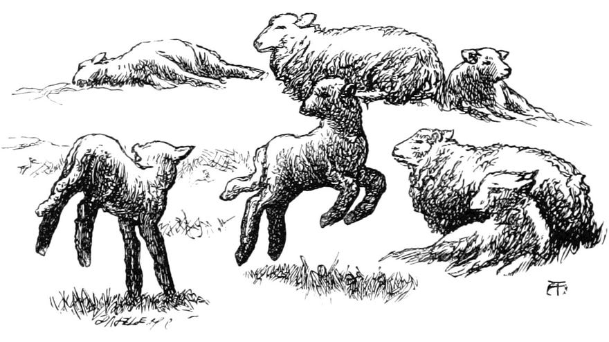 An illustration of lambs frolicking around their sitting mothers.