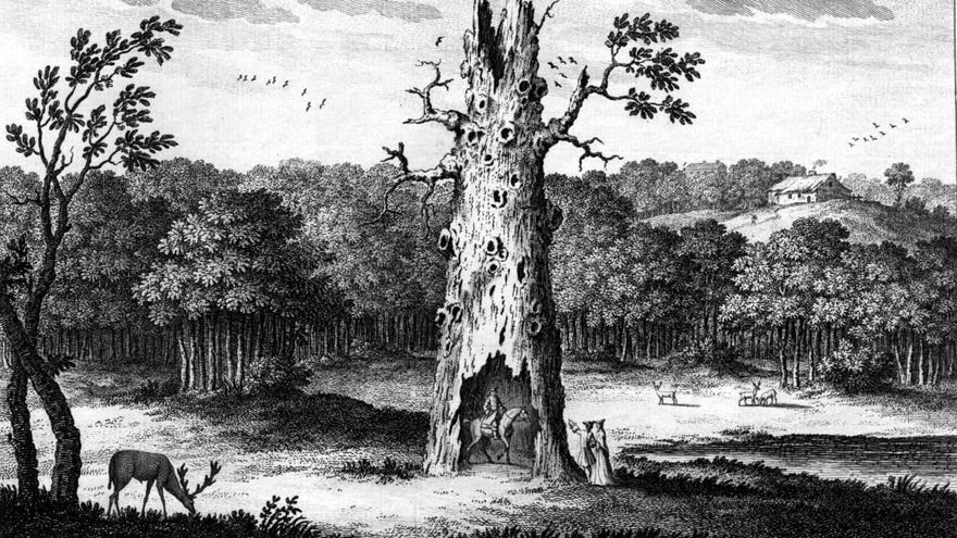 An illustration of a forest where a man sits atop a horse inside a giant hollow tree.