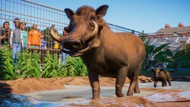 Planet Zoo has great poop physics, runaway animals, and loads of other good animal action