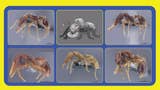 Imagen para Científicos crean una encuesta para poner el nombre de un Pokémon a nuevas especies de hormigas