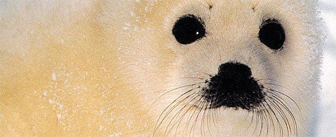 PETA protesting in WoW over ingame clubbing of baby seals VG247