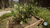 I built a blueberry farming empire in Sons Of The Forest